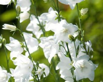 Balloon Flower / White Bellflower / Heirloom/ non GMO seeds/ organically grown in US.