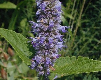 May include: A close-up of a purple flower with green leaves. The flower is in bloom and has a long stem.
