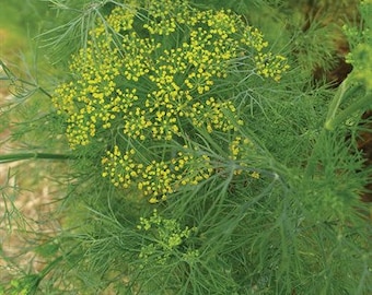 May include: Close-up of a dill plant with green feathery leaves and yellow flower buds.