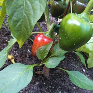 Pepper Sweetheart Sweet Belle -  25 seeds/ NON GMO/ Open pollinated/ suited for growing in small spaces