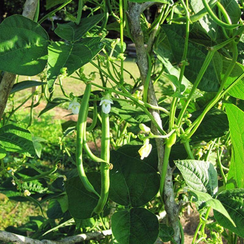 Bean Kentucky Wonder Pole Beans / 50 Seeds Etsy
