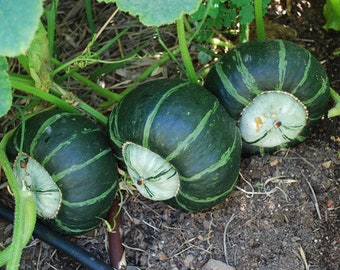 Burgess Buttercup Winter Squash - 30 Seeds