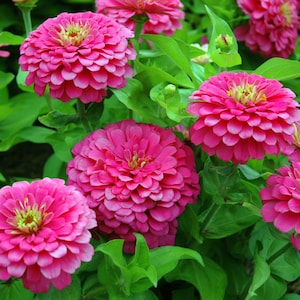 Zinnia Pumila or Lilliput Zinnia seeds / GMO FREE / Open Pollinated