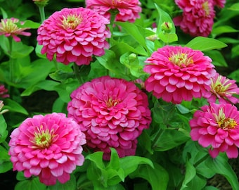 Zinnia Pumila or Lilliput Zinnia seeds / GMO FREE / Open Pollinated