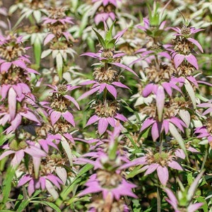 Beebalm spotted - &#39;Monarda Punctata&#39; 100 seeds, native perennial to the Eastern U.S.