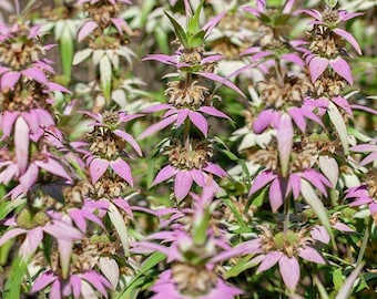 Beebalm spotted - &#39;Monarda Punctata&#39; 100 seeds, native perennial to the Eastern U.S.
