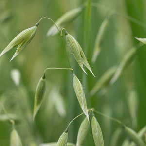 Oat straw & Oat Tops Organic - &quot;Avena Sativa&quot; - Medicinal Herb - 1 oz., NON-GMO.