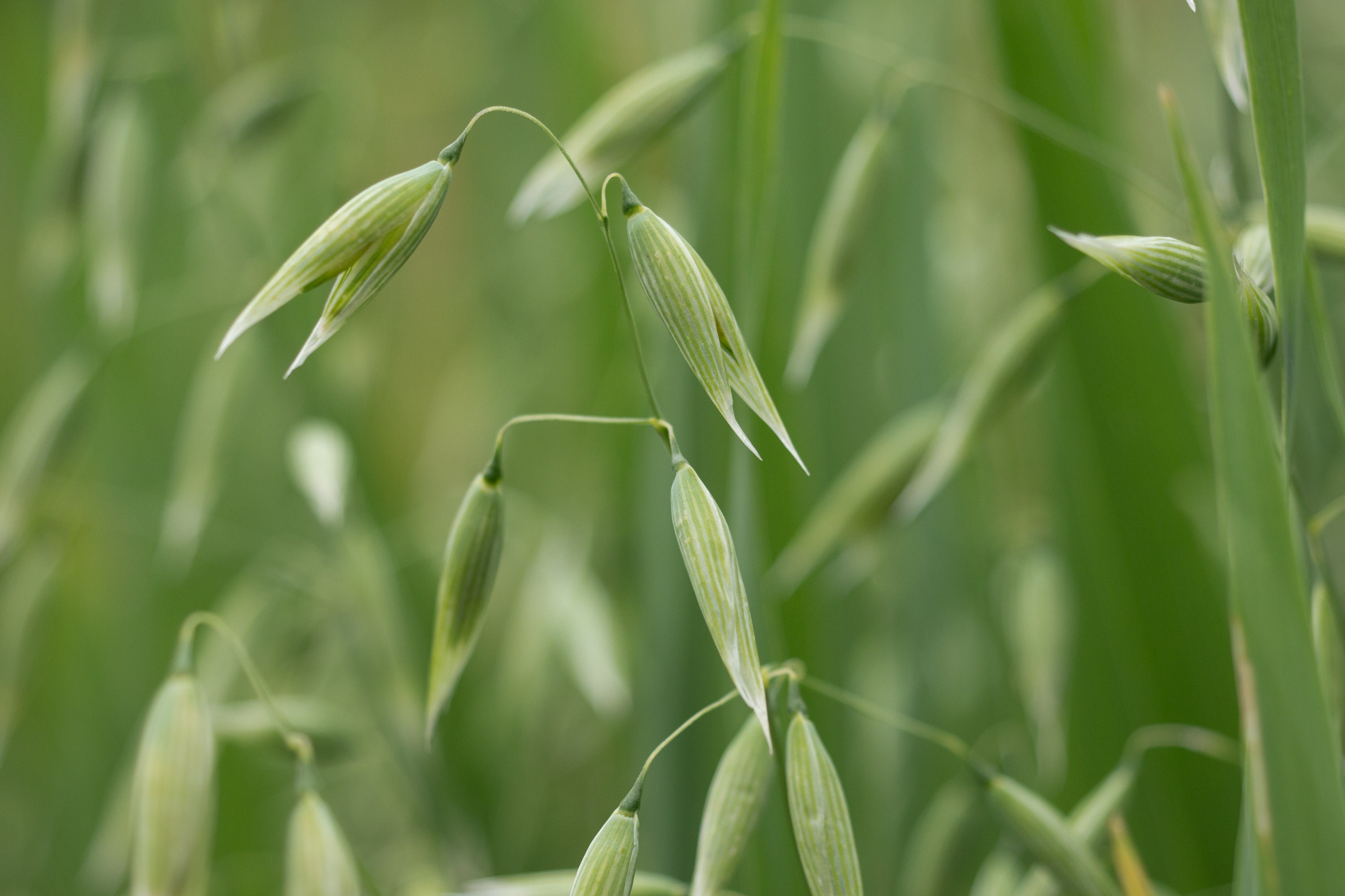 Сорняки овса. Овес посевной (Avena Sativa). Овсюг обыкновенный. Злаковый сорняк овсюг. Овсюг полевой.