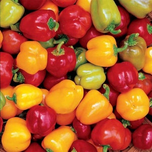 May include: A collection of colorful bell peppers, including red, yellow, orange, and green. The peppers are arranged in a basket, with some overlapping.