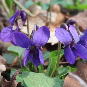 May include: Close-up of three purple violet flowers blooming in a forest setting. The flowers have five petals each and are surrounded by green leaves and brown fallen leaves.
