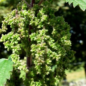 May include: Close-up of a green nettle plant with a cluster of small green flowers.