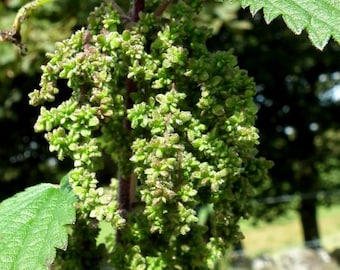 Stinging Nettle (Urtica dioica) Dry Leaf / Tea or Seeds , Wild Harvested in US.
