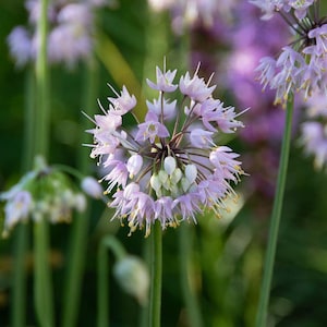 May include: A close-up of a cluster of light purple flowers with yellow centers. The flowers are in bloom and have a delicate, feathery appearance. The background is blurred and out of focus, creating a soft and dreamy effect.