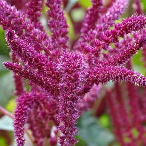 Amaranth Red-leaf &#39;Amaranthus tricolor&#39; seeds / Edible Amaranth / GMO FREE
