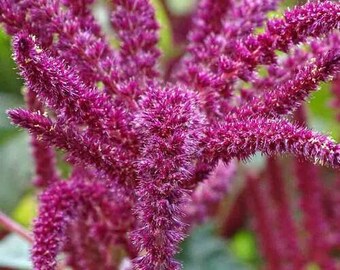 300 Green Amaranthus Hybridus Seeds – African Spinach, Efo Tete, Callaloo – Smooth Leaf