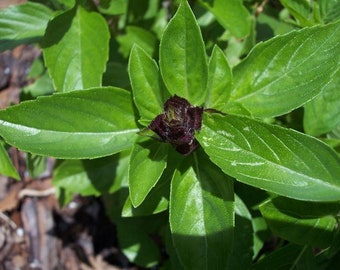 Basil - Thai Basil - Genovese Basil - Lemon Basil seeds or Cinnamon Basil, GMO FREE