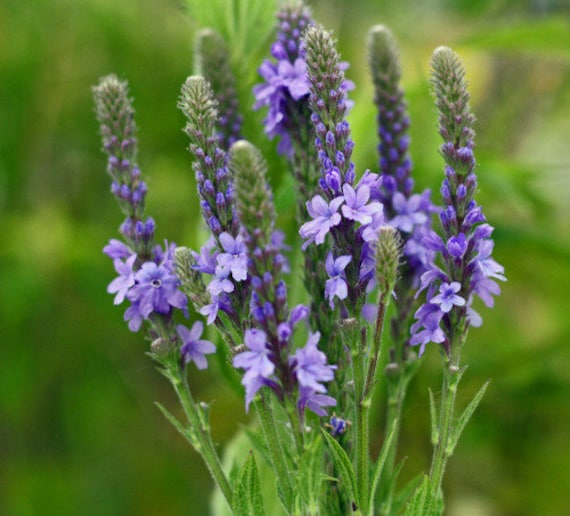 Blue Vervain verbena Hastata 100 Seeds or Dry Herb GMO Etsy