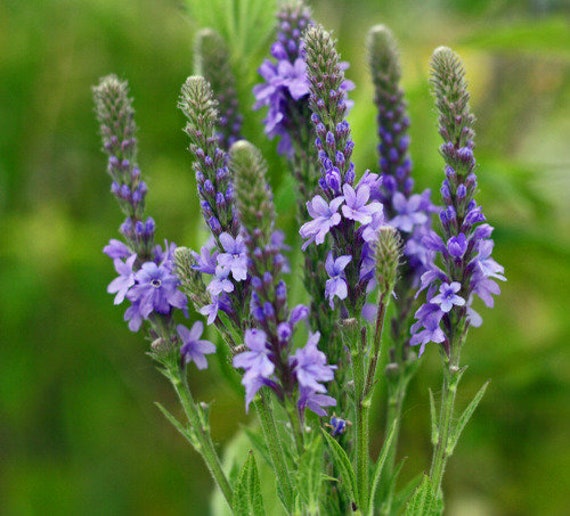 Verveine bleue Verbena officinalis Herbe sèche, certifiée biologique. -   France