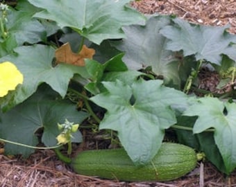 Luffa' (Sponge) Gourd Seeds, NON GMO