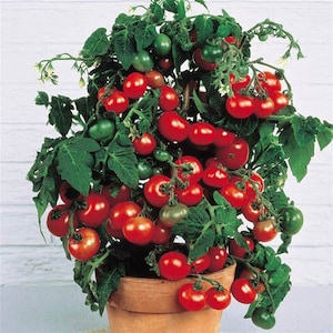 May include: A potted tomato plant with many red ripe tomatoes and green leaves. The plant is in a terracotta pot.