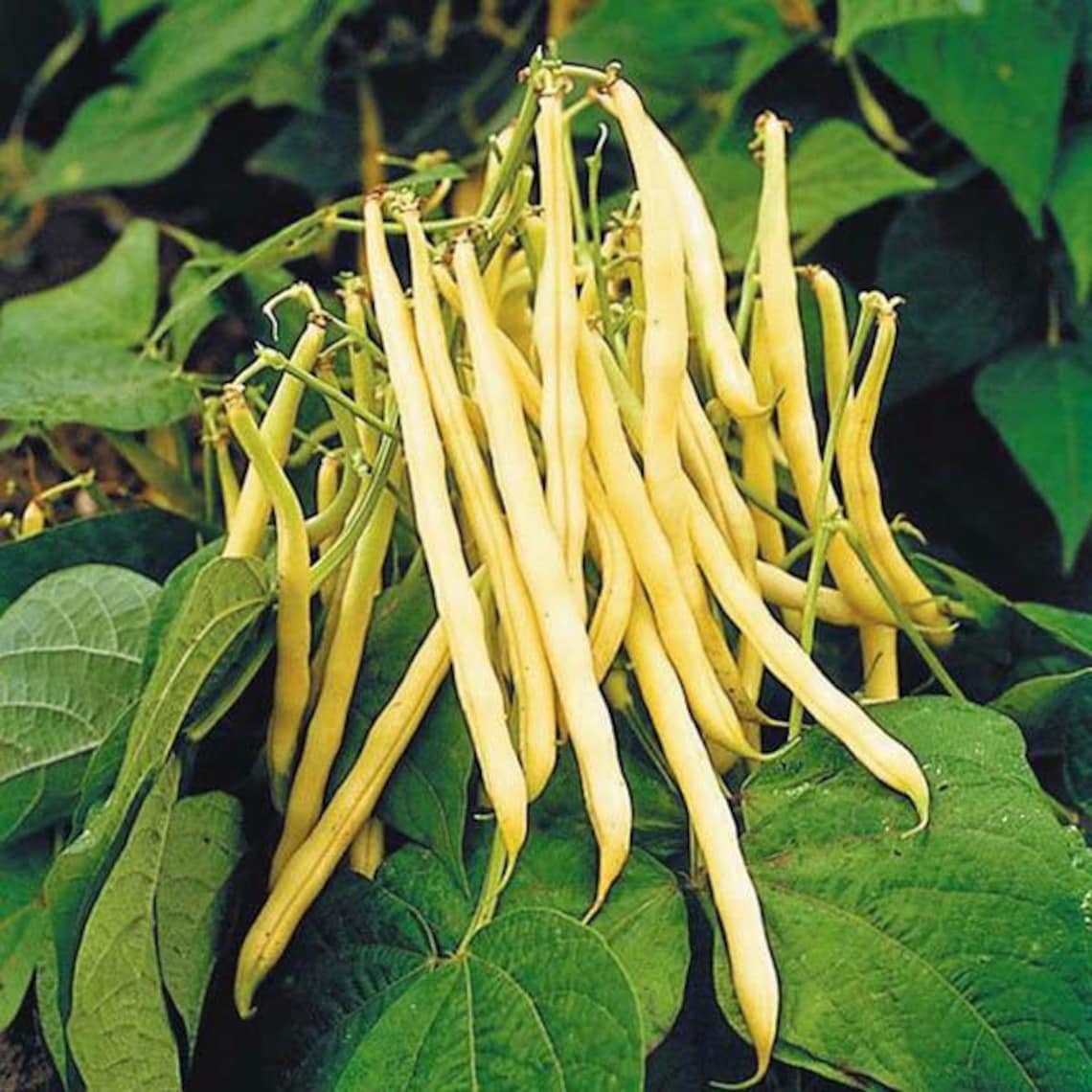 Bean Golden Wax or Gold Rush Yellow / 50 Seeds NON GMO | Etsy