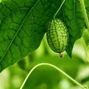 Cucumber Mexican Mini Sour Gherkin seeds, non-GMO, organically grown in US.