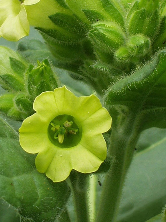 Midewiwan Sacred Ceremonial Tobacco Seeds 'nicotiana Rustica', Grown in US,  Annual