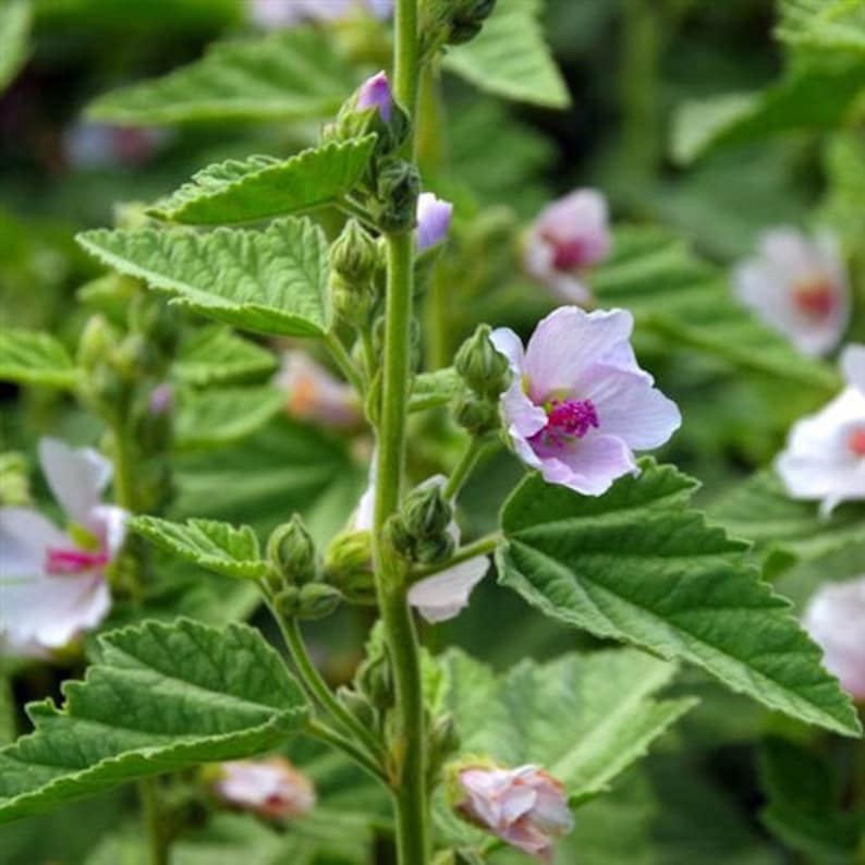 Marshmallow althaea Officinalis Dry Leaf Dry Root Etsy