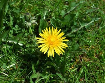 たんぽぽさわさわ様 ピンクのタンポポの種～Taraxacum pseudoroseum～ - Etsy 日本