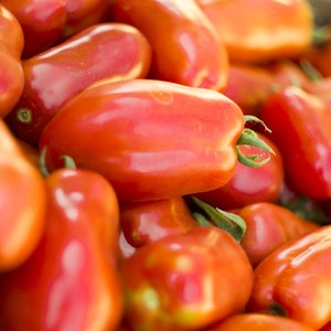 Red Roma Tomato - 25 seeds, NON GMO