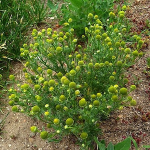 May include: A close-up of a cluster of green plants with small, round, yellow-green flower heads. The plant has thin, green stems and is surrounded by grass and soil. The image is taken outdoors in natural light.