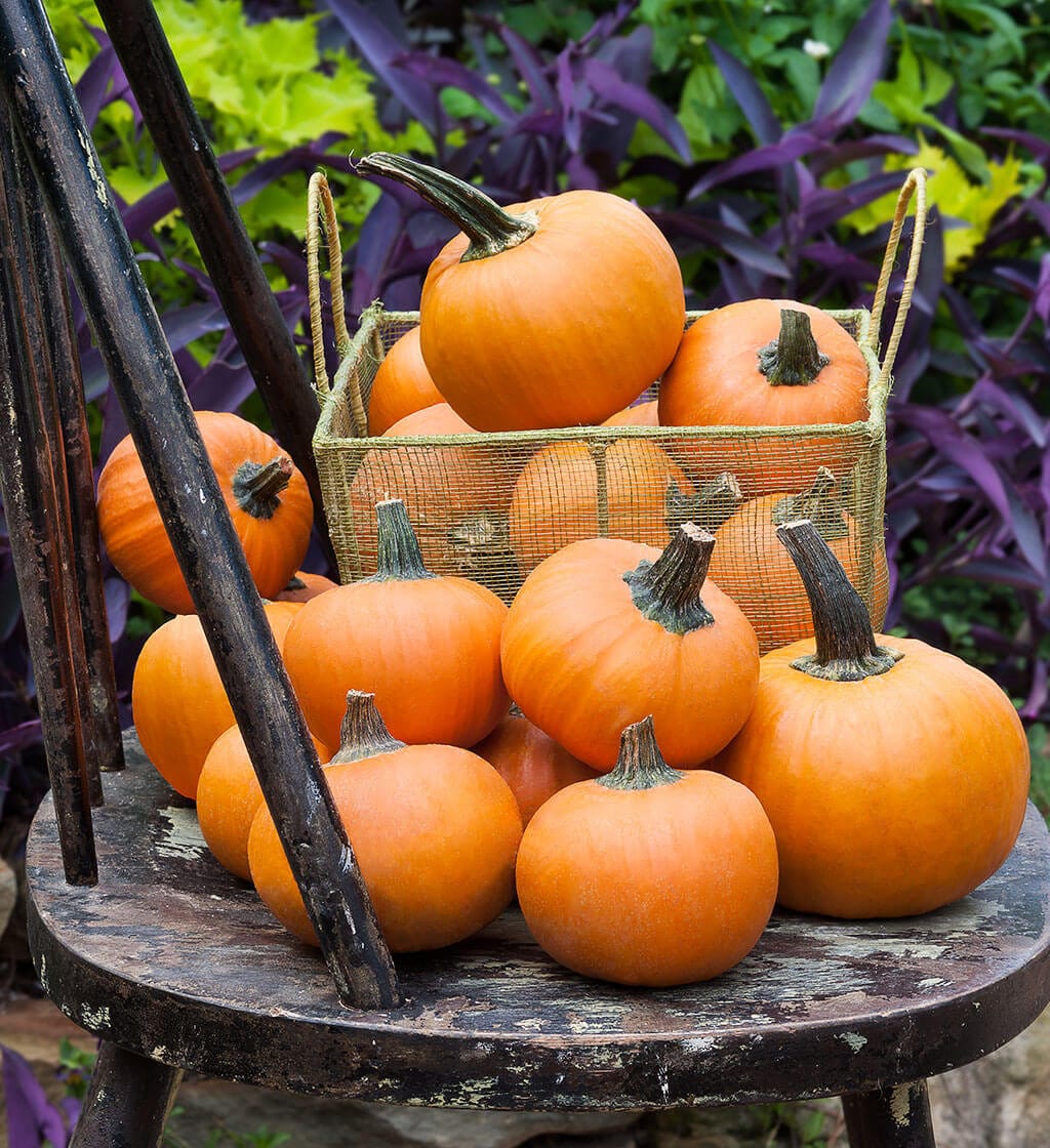 Mini Botkin Mini Pumpkin - Jack Be Little, Hooligan F1, Wee Be Little, Lil Orange ...