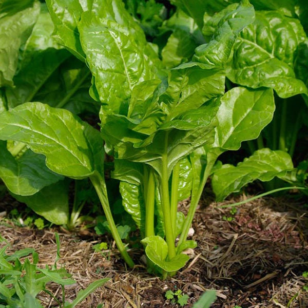 Spinach Viroflay / French Heirloom / NON GMO/ Large Leaf