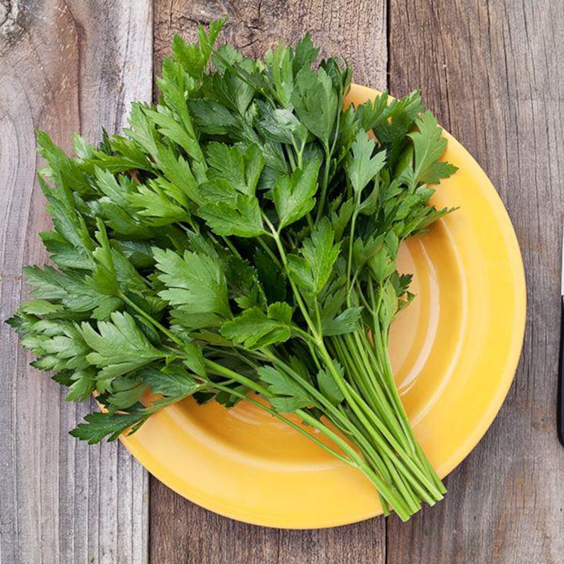 VVRanchandVintage Italian Flat Leaf Parsley Seeds