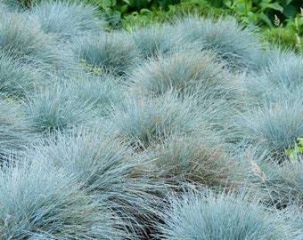 Grass - Blue Fescue 'Festuca glauca' seeds/ NON GMO