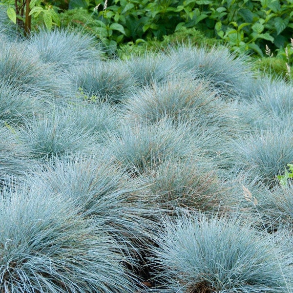 Grass - Blue Fescue 'Festuca glauca' seeds/ NON GMO