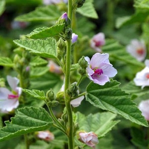 Marshmallow "Althaea officinalis" Trockenblatt, trocken Wurzel oder 50 Samen, non-GMO, Bio