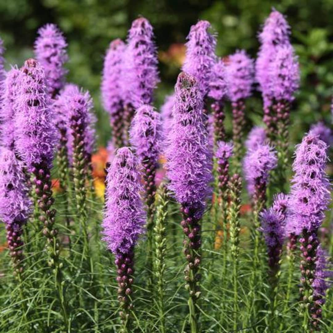 Blazing Star 'liatris Spicata' or 'liatris Pycnostachya' - 100 Seeds or ...