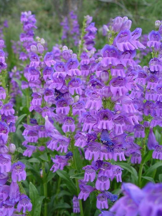 Rocky Mountain Penstemon, Rocky Mountain Beardtongue seeds, Native Perennial.