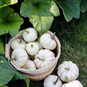 Pumpkin Boo  (Ghost) - mini - white - edible & ornamental! - 30 seeds
