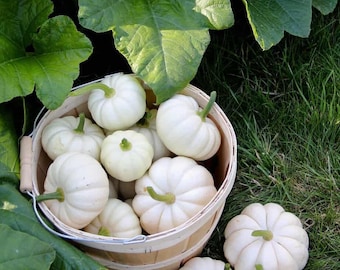 Pumpkin Boo  (Ghost) - mini - white - edible & ornamental! - 30 Treated seeds