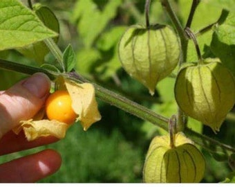 Strawberry Husk Tomato/Berry Cape; Ground Cherry Tomatillo yellow or purple tomatillo seeds / GMO FREE