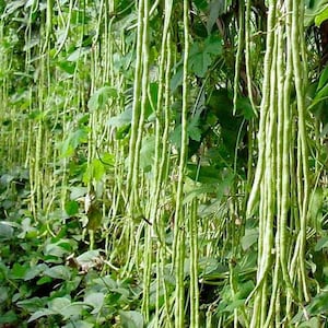 May include: A close-up of a row of long, green string beans growing on a vine. The beans are hanging down from the vine, and the leaves are green and lush.