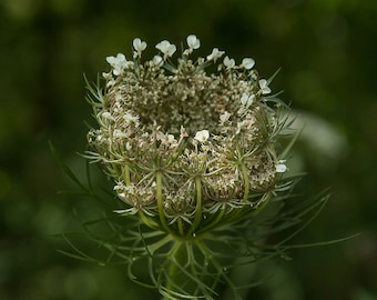 Wild Carrot - 'Queen Anne's Lace'  Tincture Super Concentrated (Alcohol) / Harvested and processed in Minnesota/ GMO free/ Chemicals free