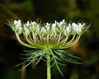 Wild Carrot - Queen Anne's Lace Glycerin Tincture / Harvested and processed in Minnesota/ GMO free/ Chemicals free- 2 fl oz