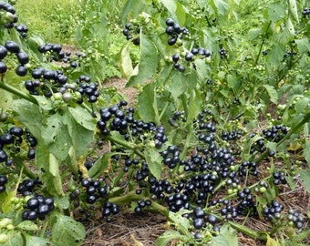 Garden Huckleberry/ GMO free/ organically grown in US - 35 seeds.