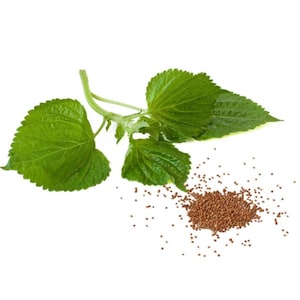 Shiso Green oder Red (Perilla frutescens) - biologisch gewachsene Samen/ non GMO