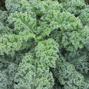 Kale - Early Curled Siberian /  Lacinato Kale /  Red Russian Kale / 100 seeds/ GMO FREE