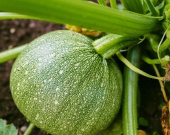 Zucchini Summer Squash Round  Ball - GMO FREE / 30 or 100 seeds/ Heirloom seeds