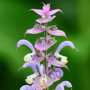 Clary Sage or Broadleaf sage seeds, non-GMO, organically grown in US.